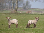 FZ012141 Lambs.jpg